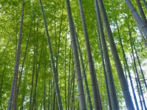 bamboo2