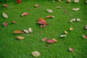 artificial_grass5